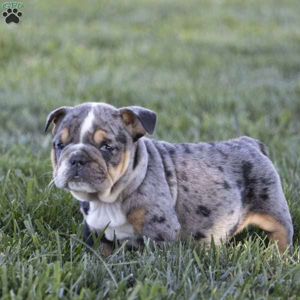 Chloe, English Bulldog Puppy